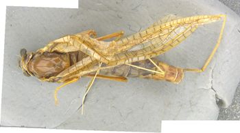 Media type: image;   Entomology 11254 Aspect: habitus dorsal view